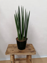 Load image into Gallery viewer, Sansevieria Cylindrica Mikado indoor plant 12cm