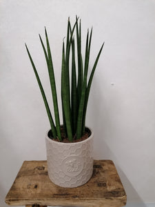 Sansevieria Cylindrica Mikado indoor plant 12cm