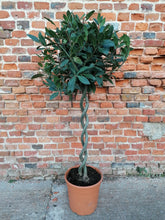 Load image into Gallery viewer, Large Double Twisted Stem Standard Bay Tree - COLLECTION ONLY