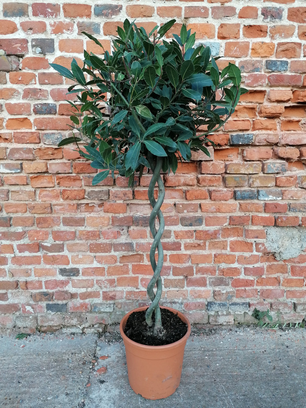 Large Double Twisted Stem Standard Bay Tree - COLLECTION ONLY