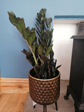 Load image into Gallery viewer, ZZ Zamioculcas black Raven indoor plant 14cm