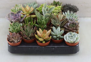 Tray of 20 baby mixed succulents - indoor plant