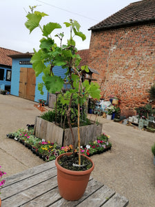 Grape Vine  *CLICK AND COLLECT FROM OUR SHOP ONLY