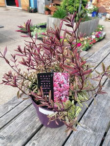 Hebe Wild Romance shrub *CLICK AND COLLECT ONLY*