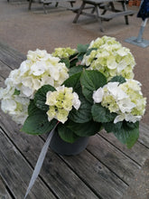Load image into Gallery viewer, Hydrangea various colours - *CLICK AND COLLECT ONLY*