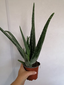 Aloe Vera indoor Plant
