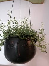 Load image into Gallery viewer, Senecio Peregrinus - String of Dolphins/Jumping Dolphins indoor plant 12cm