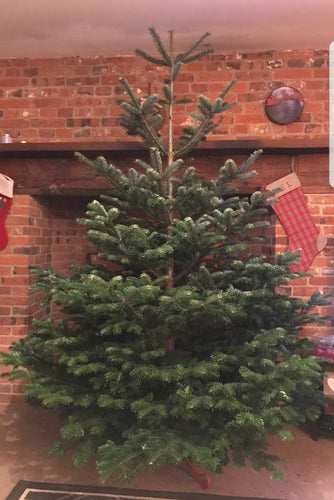 Nordmann Premium grade Cut Christmas Tree - 6ft-7ft