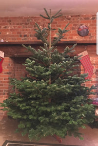 Nordmann Premium grade Cut Christmas Tree - 6ft-7ft