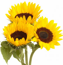 Load image into Gallery viewer, Spread the love  Sunflower Seeds - ideal for wedding favours!