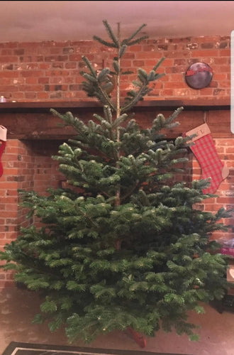Nordmann Premium Grade Cut Christmas Tree - 7ft to 8ft