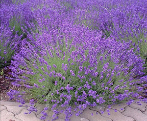 English Lavender outdoor plant -CLICK AND COLLECT ONLY