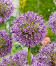 Load image into Gallery viewer, Giant Allium bulb outdoor plant