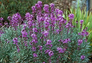 Erysimum Wallflower 'Bowles Mauve' *CLICK AND COLLECT ONLY*