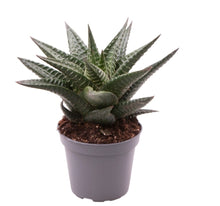 Load image into Gallery viewer, Baby Haworthia Limifolia indoor plant