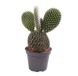 Baby/Mini Optunia Microdaisy - Bunny Ear cactus indoor indoor plant 5cm