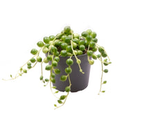 Load image into Gallery viewer, Baby Senecio Rowleyanus String of Pearls 5cm Indoor Plant