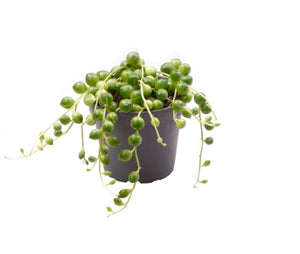Baby Senecio Rowleyanus String of Pearls 5cm Indoor Plant