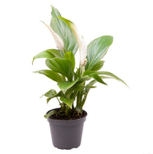 Load image into Gallery viewer, Baby Peace Lily indoor plant