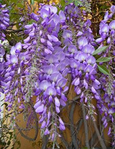Large Wisteria - COLLECTION ONLY
