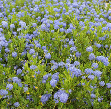 Load image into Gallery viewer, Large ceanothus *click and collect only*