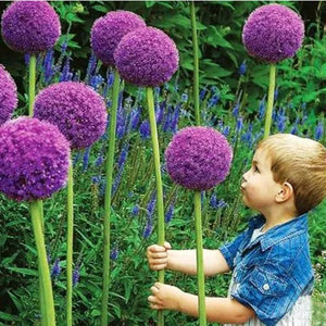 Giant Allium bulb outdoor plant