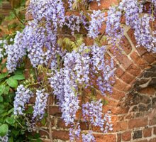 Load image into Gallery viewer, Large Wisteria - COLLECTION ONLY