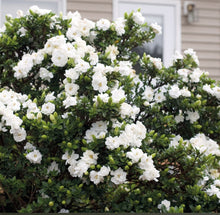 Load image into Gallery viewer, Hardy Gardenia Jasminoides &#39;Double Diamonds&#39; highly scented evergreen shrub *CLICK AND COLLECTION ONLY*