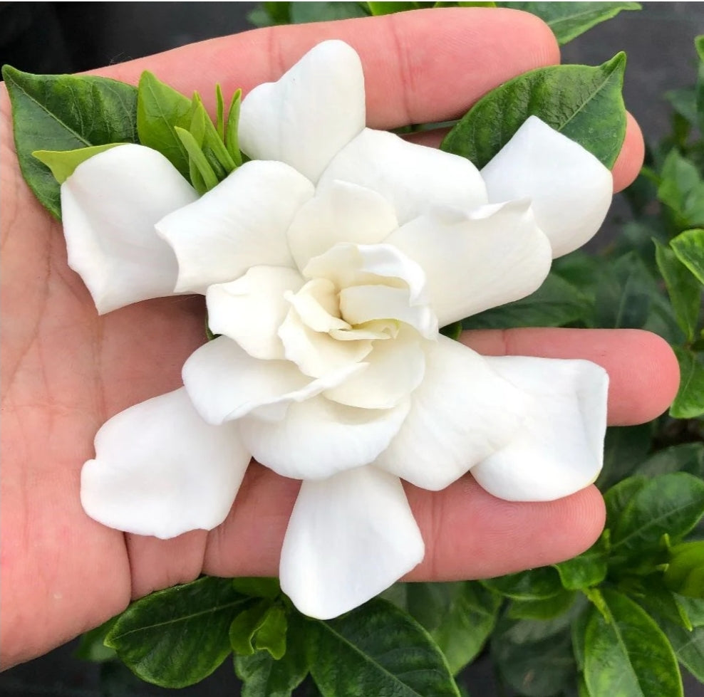 Hardy Gardenia Jasminoides 'Double Diamonds' highly scented evergreen shrub *CLICK AND COLLECTION ONLY*
