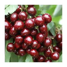 Load image into Gallery viewer, Cherry Tree &#39;Stella&#39; *CLICK AND COLLECT ONLY*