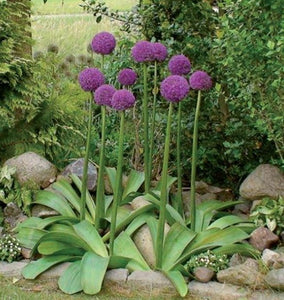 Giant Allium bulb outdoor plant