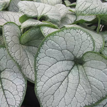 Load image into Gallery viewer, Brunnera &#39;Silver Heart&#39; herbaceous perennial *CLICK AND COLLECT ONLY*
