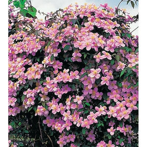 Clematis climbing outdoor plant