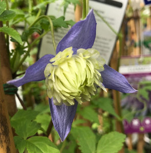 Clematis climbing outdoor plant