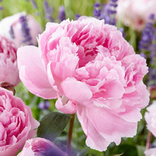 Load image into Gallery viewer, Herbacious Peony - Perennial outdoor plant *CLICK AND COLLECT ONLY