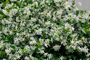 Evergreen 'Star' Tracelospermum Jasmine outdoor plant *CLICK AND COLLECT ONLY*