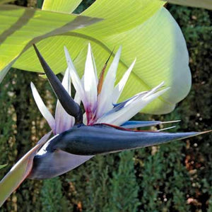 *SPECIAL OFFER* Large Strelitzia Nicolai - Bird of Paradise Plant - COLLECTION FROM SHOP ONLY