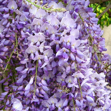 Load image into Gallery viewer, Large Wisteria - COLLECTION ONLY