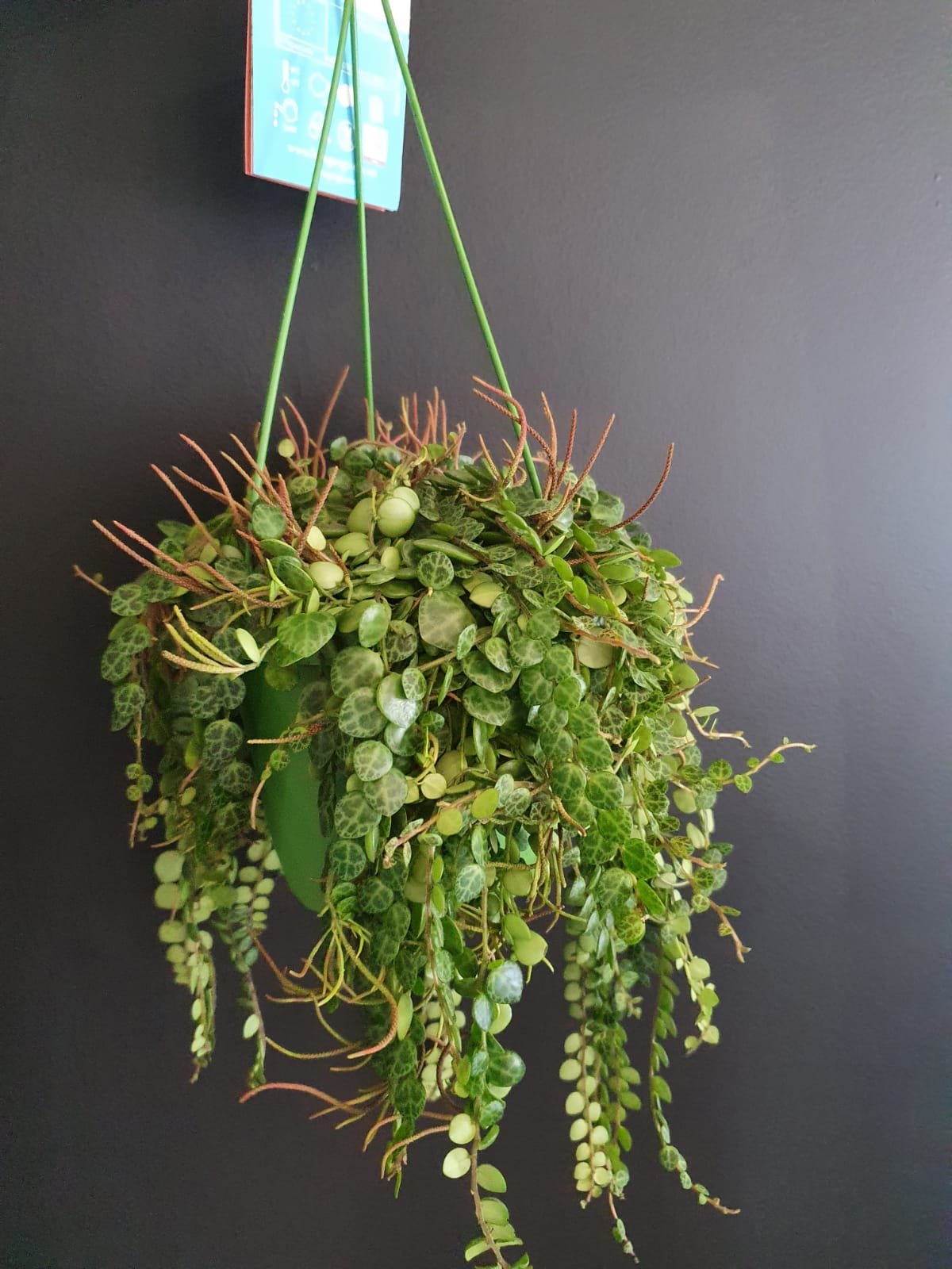 Pepermomia Prostrata - String of Turtles Plant