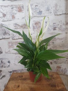 Peace Lily indoor Plant