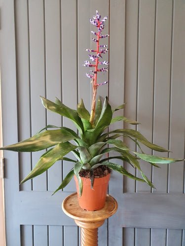 Aechmea 'Blue Rain' Indoor Plant