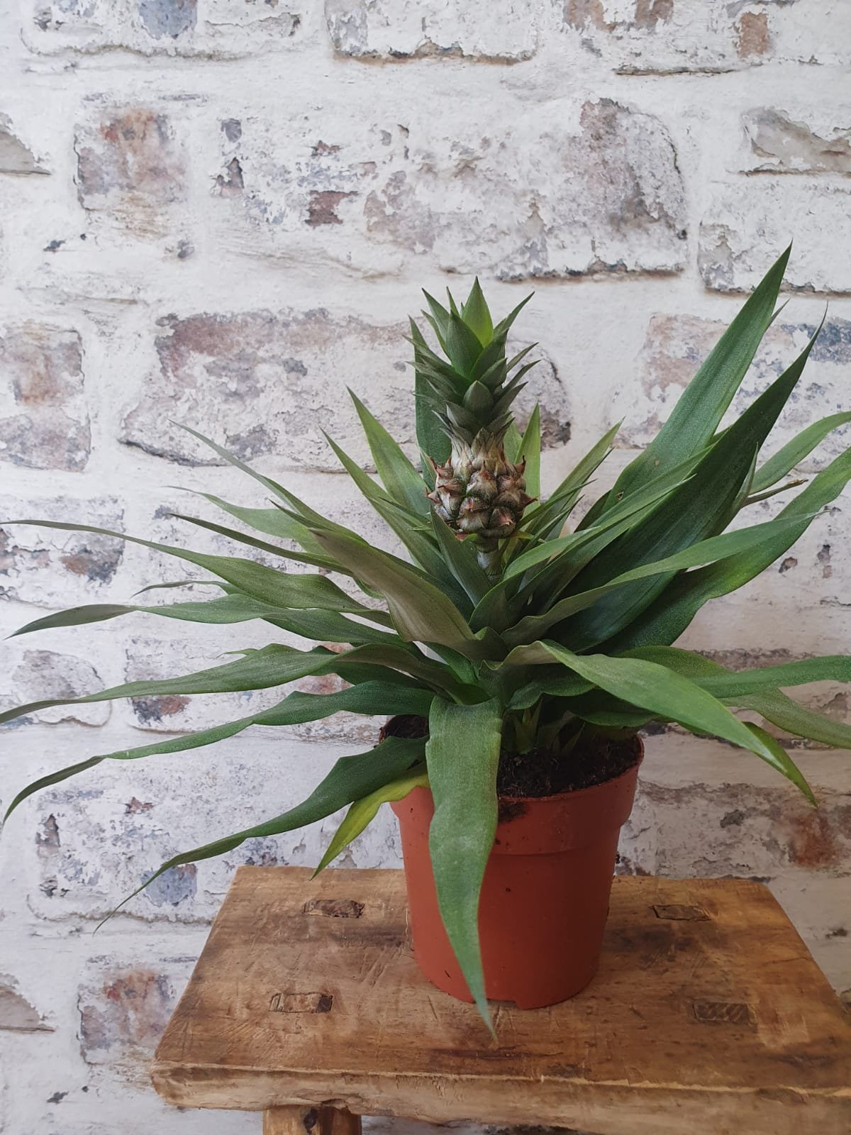 Bromeliad Ananas Pineapple indoor Plant