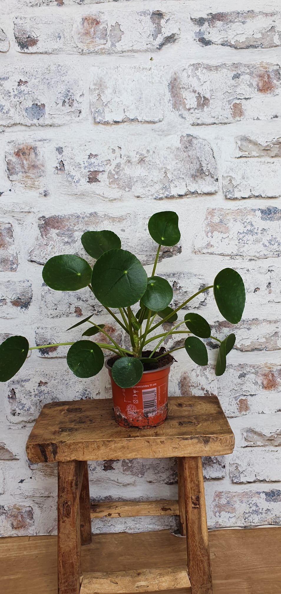 Pilea Peperomioides Chinese Money Indoor Plant