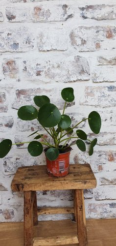 Pilea Peperomioides Chinese Money Indoor Plant
