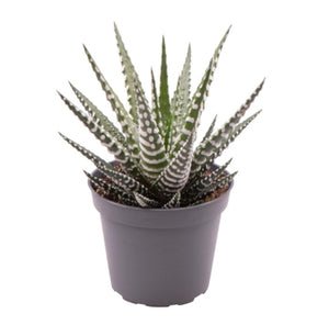 Baby Haworthia Big Band Zebra Aloe plant