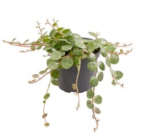 Peperomia Prostrata - Baby String Of Turtles Indoor Plant