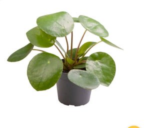 Baby Pilea Peperomoides Chinese Money Plant